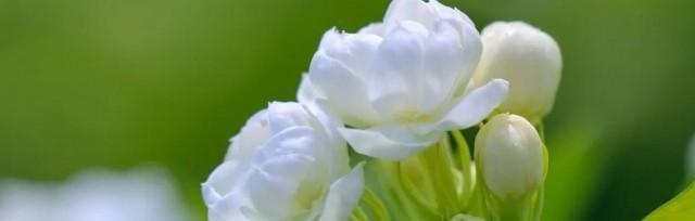 茉莉的寓意（芬芳的茉莉）