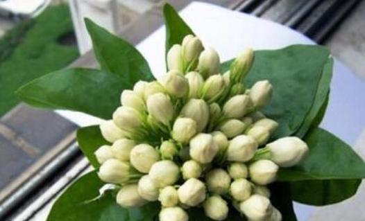 茉莉的寓意（芬芳的茉莉）