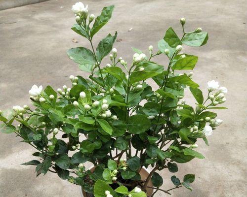 茉莉的寓意（芬芳的茉莉）