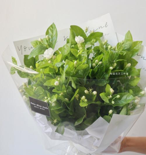 送茉莉花的寓意与意义（以花言巧语传递真挚情感）