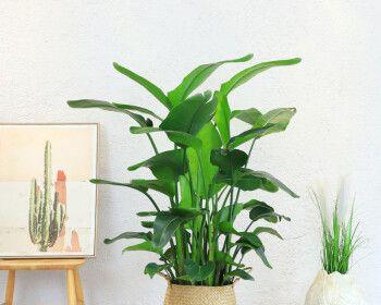 天堂鸟（探索天堂鸟的含义与象征）