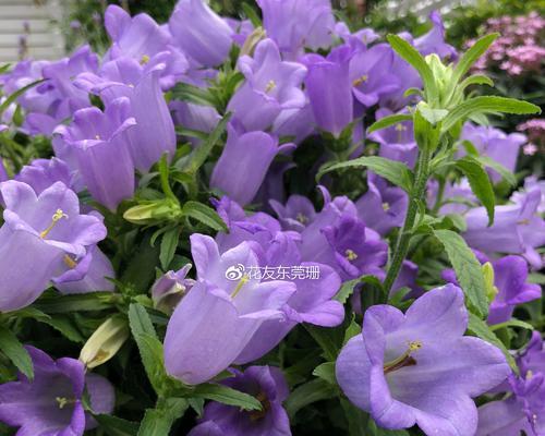 风铃草的花语及其象征意义（探寻风铃草的传情之道）