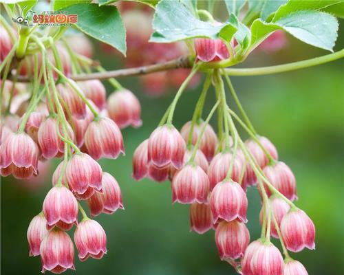 风铃草的花语及其象征意义（探寻风铃草的传情之道）