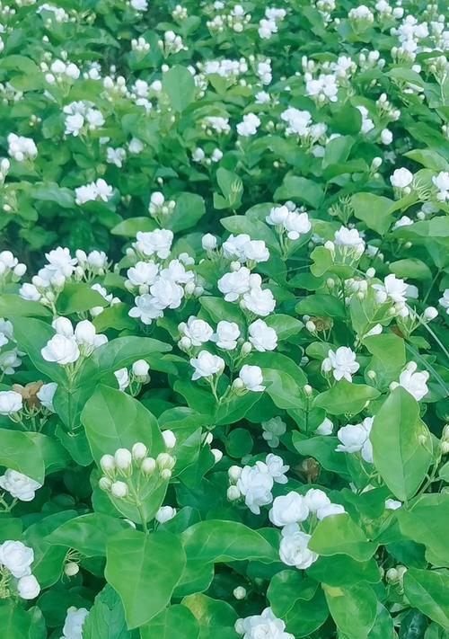 茉莉的花语和故事（茉莉）