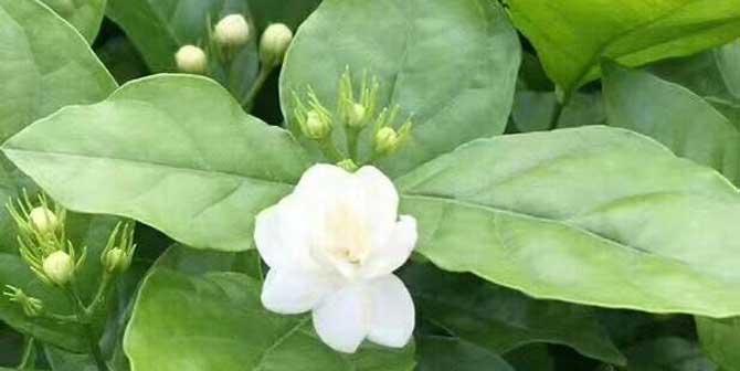 茉莉的花语和故事（茉莉）