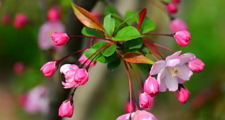 海棠花的花语与寓意（盛世红颜）