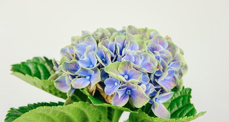 绣球花的花语之色彩编织的诗篇（细读绣球花的花语）