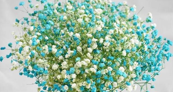 缤纷满天星的花海，如诗如画（绚丽多彩的满天星）