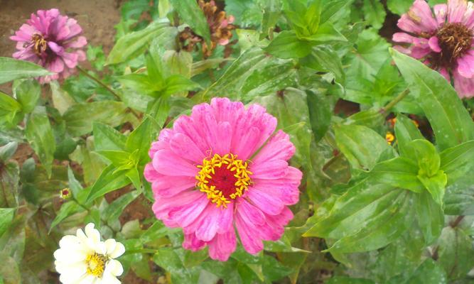 花开花落，平凡而不平凡（探寻花朵背后的普通之美）
