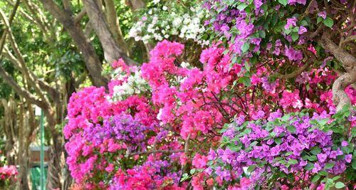 江门市的市花杜鹃花与其花语寓意（探究江门市花杜鹃花的寓意和象征意义）