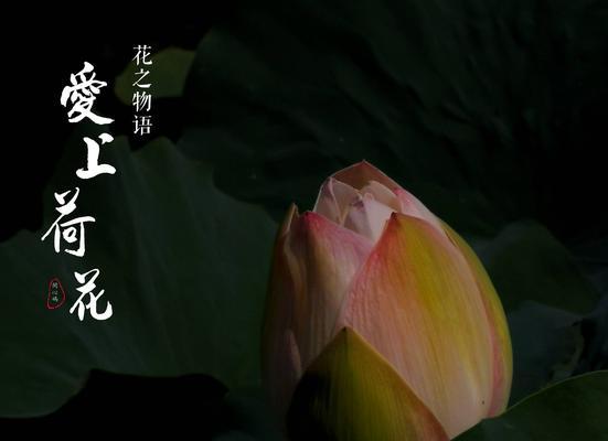 牡丹与荷花（花开如画）