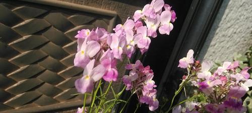 姬金鱼草的花语寓意——美丽与坚强的象征（拥抱困境）