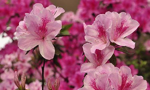锦绣杜鹃花的花语及寓意（探索锦绣杜鹃花的美丽与内涵）