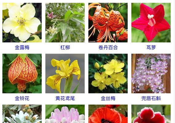 洋水仙开花次数解析（一年几次）