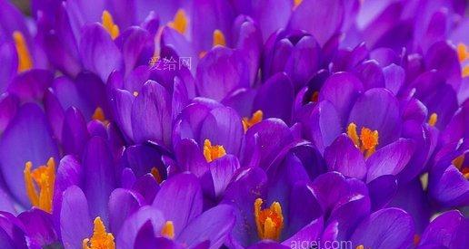 花朵的魅力（探索花朵中的神秘魅力）