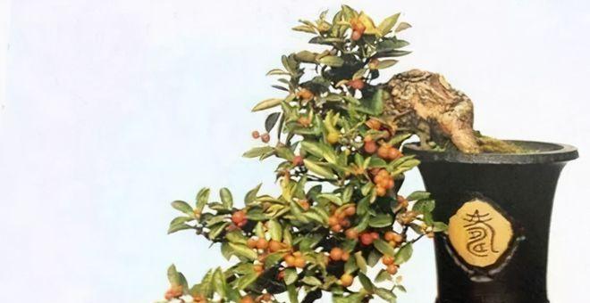 金弹子开花时间及品种特征探究（金弹子花期）