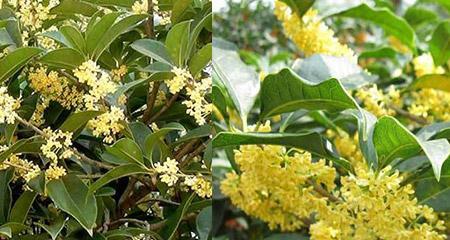 金桂花期揭秘（从花苞到绽放）