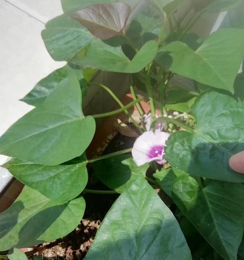 地瓜为什么会开花（探究地瓜开花的原因及意义）
