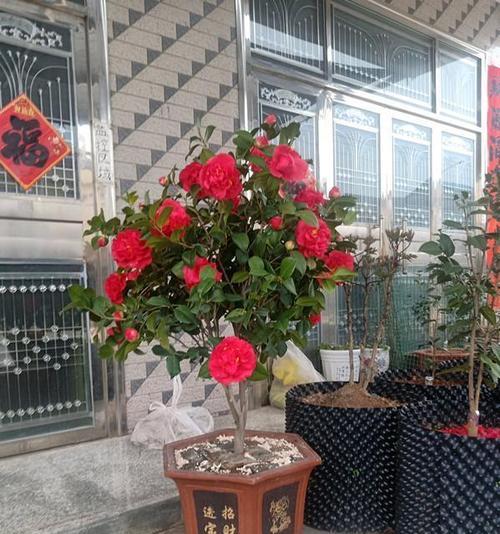 家里种茶花的好处与方法（从美化家居到养生）