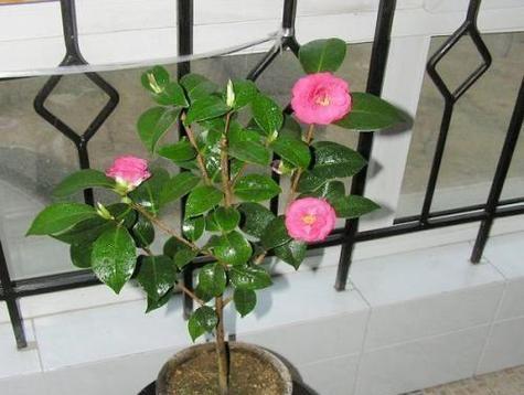 家里种茶花的好处与方法（从美化家居到养生）