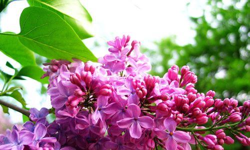 家里种丁香花风水好吗（揭秘丁香花在家中的风水作用）