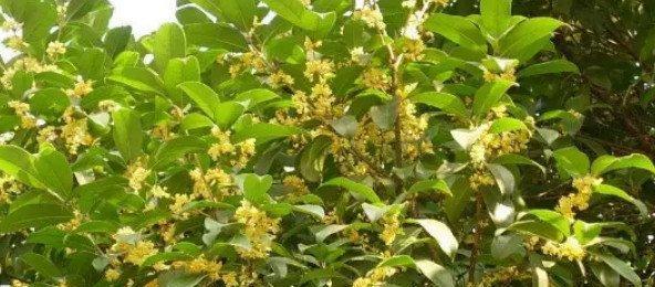 家里种桂花树，好不好（从风水和美观两方面看待家里种桂花树）