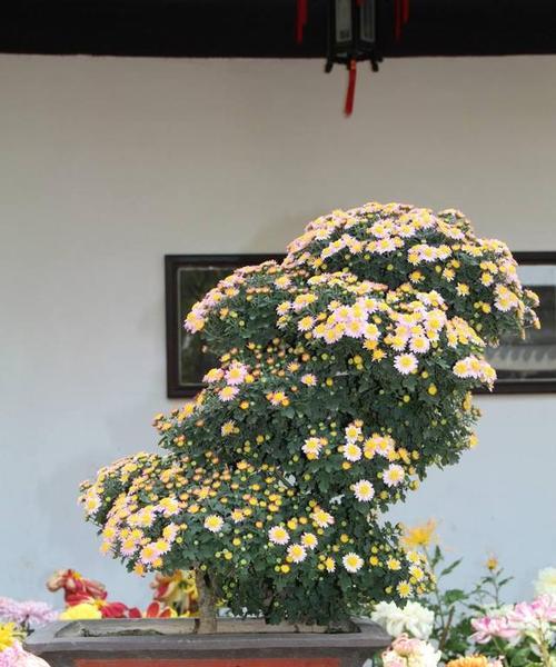 家里种菊花的好处（花香满屋）