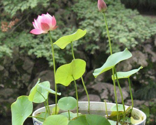 家里种莲花的好处与方法（打造美丽的私家花园）