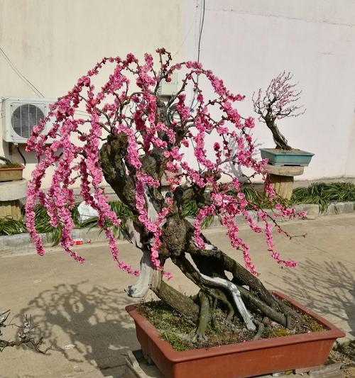家里种梅花树的风水好处（让美丽的梅花陪您一生）