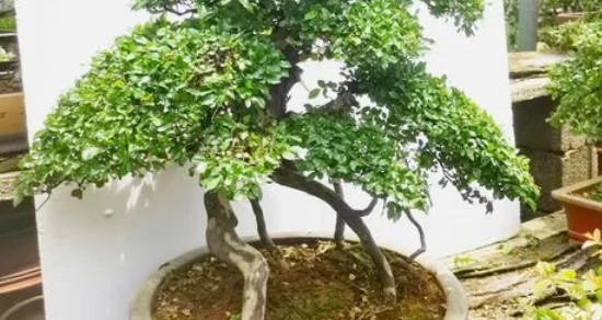 家里种雀梅风水好吗（探讨种植雀梅对家居风水的影响）
