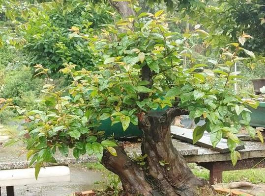 家里种雀梅风水好吗（探讨种植雀梅对家居风水的影响）