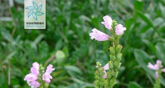 假龙头种植技巧大揭秘（掌握假龙头种植时间和方法）