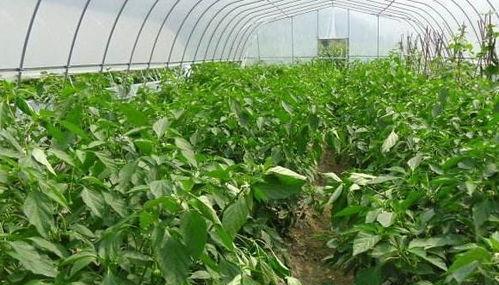 尖椒种植指南——什么时候种植最好？