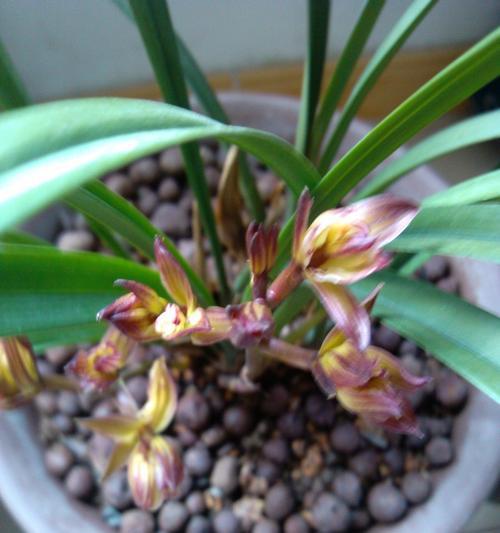 建兰的开花时间和频率（解密建兰花期）