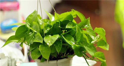 酱油大全——哪些花最适合浇酱油（探秘酱油在植物生长中的作用与使用技巧）