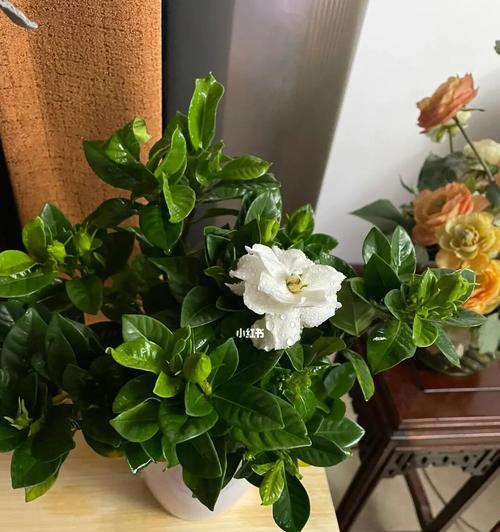 栀子花开的寓意与象征（美丽绽放的栀子花）
