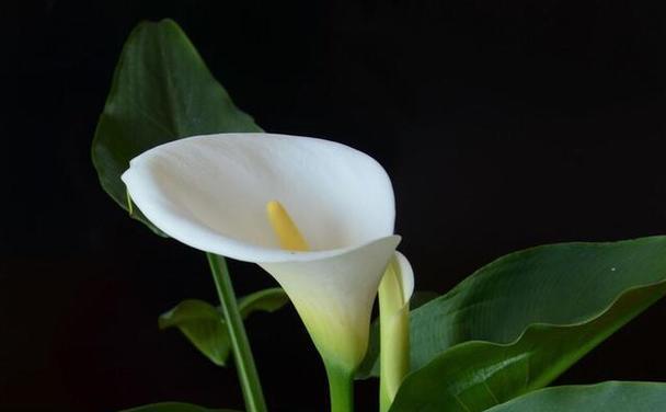 马蹄莲的花语与寓意（探寻马蹄莲背后的深意）