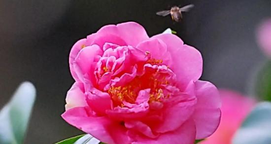 泰戈尔山茶花（山茶花盛开）