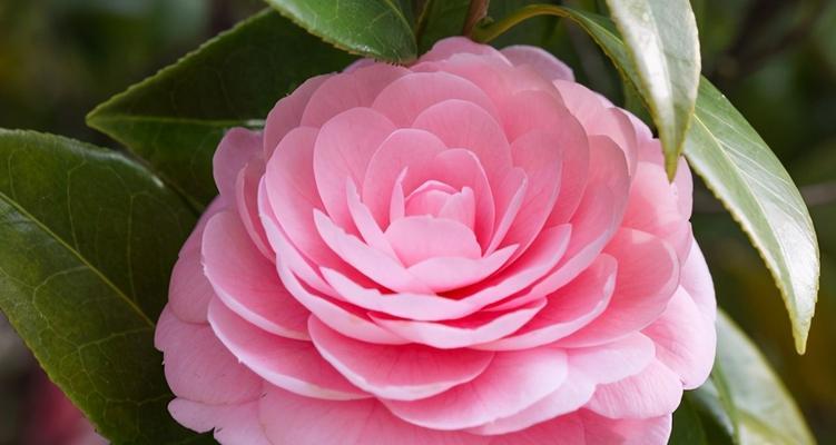 泰戈尔山茶花（山茶花盛开）