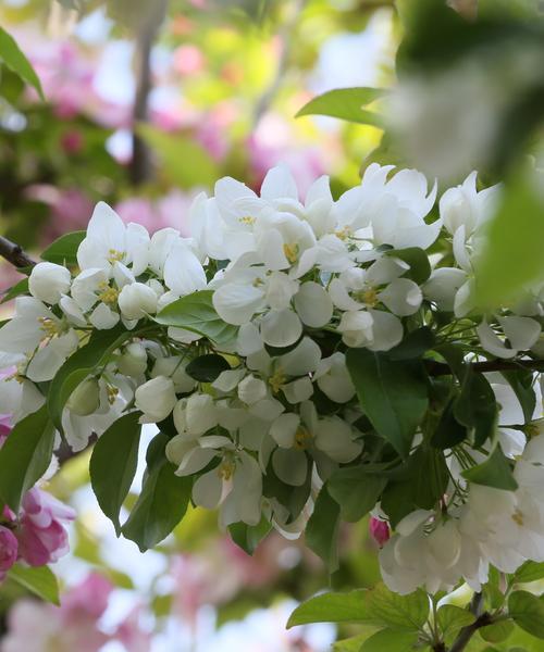 白色海棠花语与情感传达（以白色海棠花语探索情感的深意）
