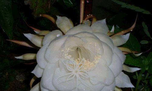 昙花的种类与寓意（探索昙花的多样性与象征意义）