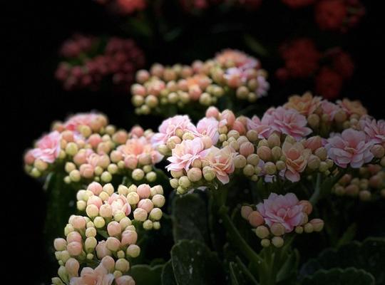 长寿花（揭秘长寿花的神奇力量）