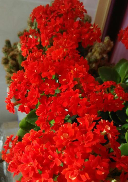 长寿花（揭秘长寿花的神奇力量）