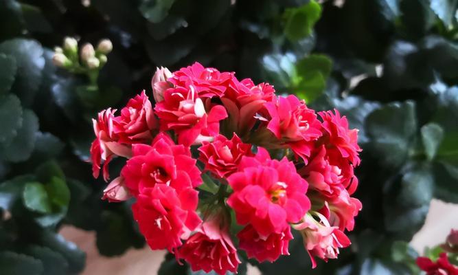 长寿花（揭秘长寿花的神奇力量）