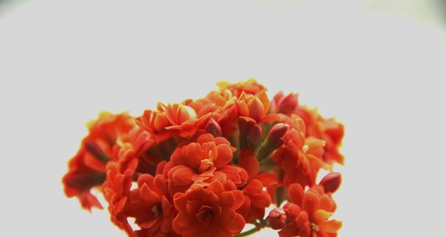 长寿花的花语与寓意（祝福与希望永远延续的长寿花）