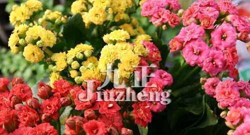 长寿花的花语与寓意（祝福与希望永远延续的长寿花）