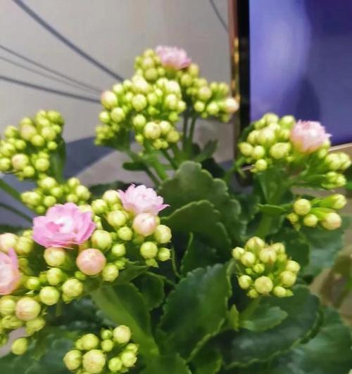 长寿花的花语与颜色之谜（揭开长寿花的花语与颜色背后的秘密）