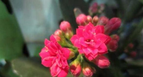 长寿花的花语与寓意（探寻长寿花背后的深意）