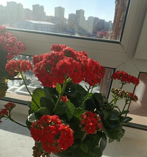 长寿花色彩意义大揭秘（探索长寿花各种颜色的寓意和象征）