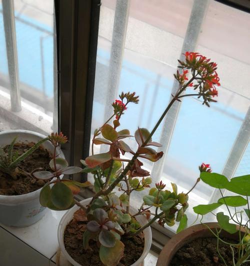 长寿花花语幼儿园（开启幼儿园教育的新篇章）
